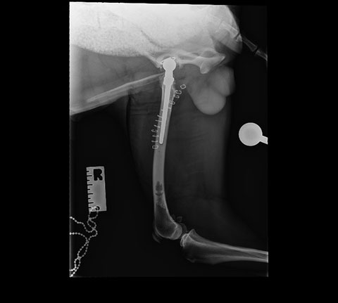 Case Study – Hip Dysplasia in a young Border Collie