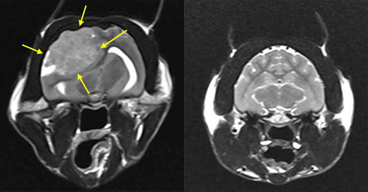 Brain tumour surgery in a 15-year-old domestic shorthair cat