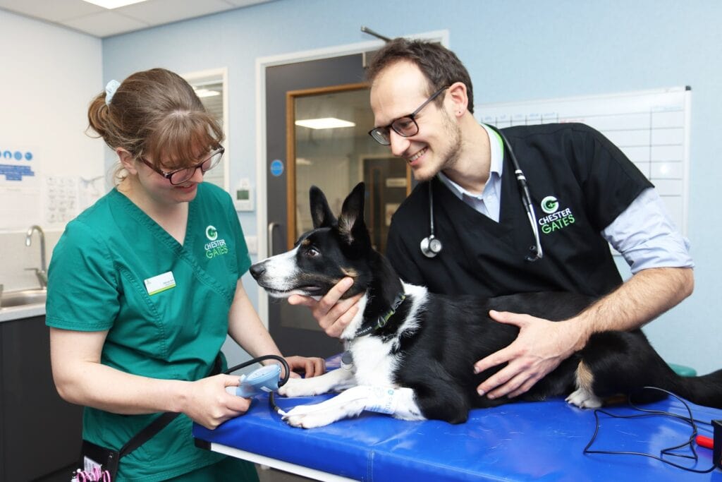 Chestergates Veterinary Specialists provide first heart murmur clinic for puppies and kittens in North West