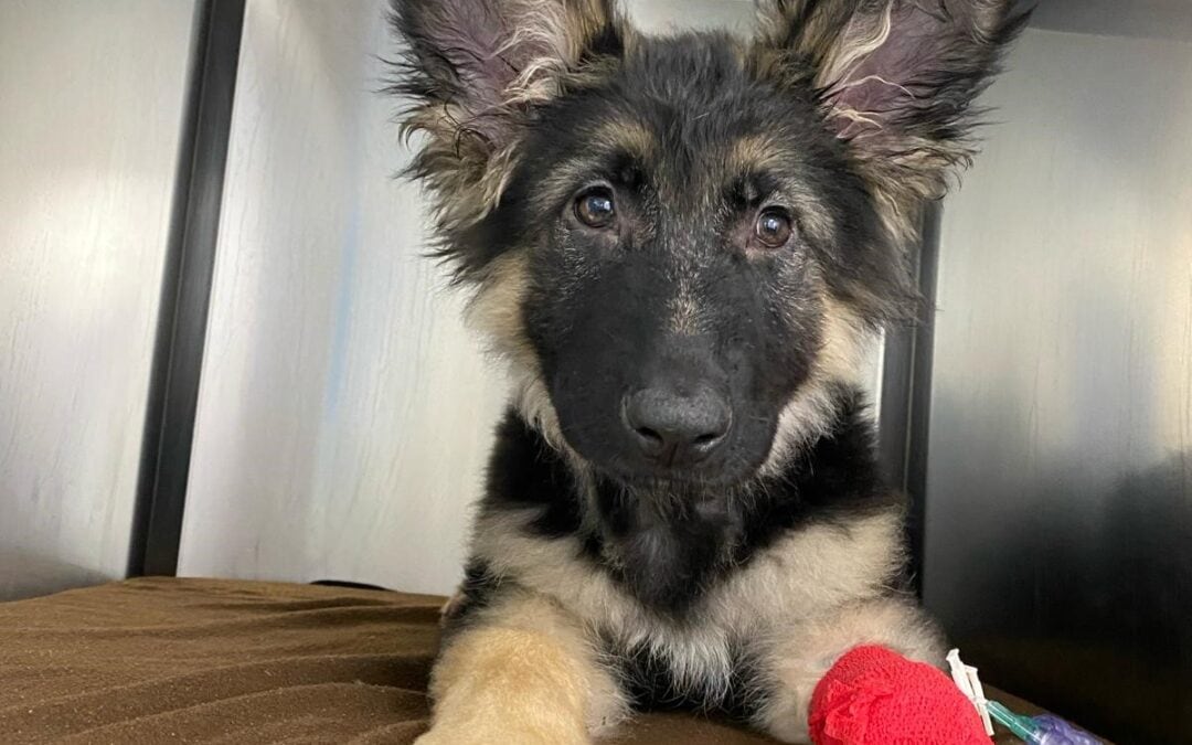 ChesterGates help save four-month old German Shepherd Zeus