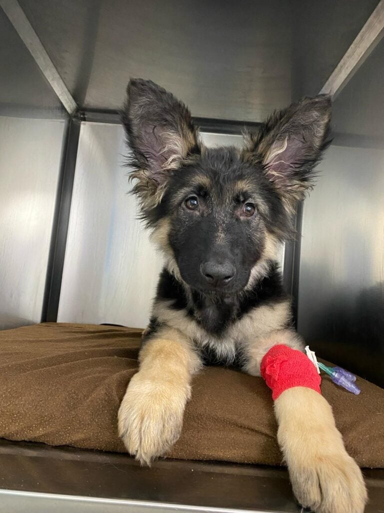 ChesterGates help save four-month old German Shepherd Zeus