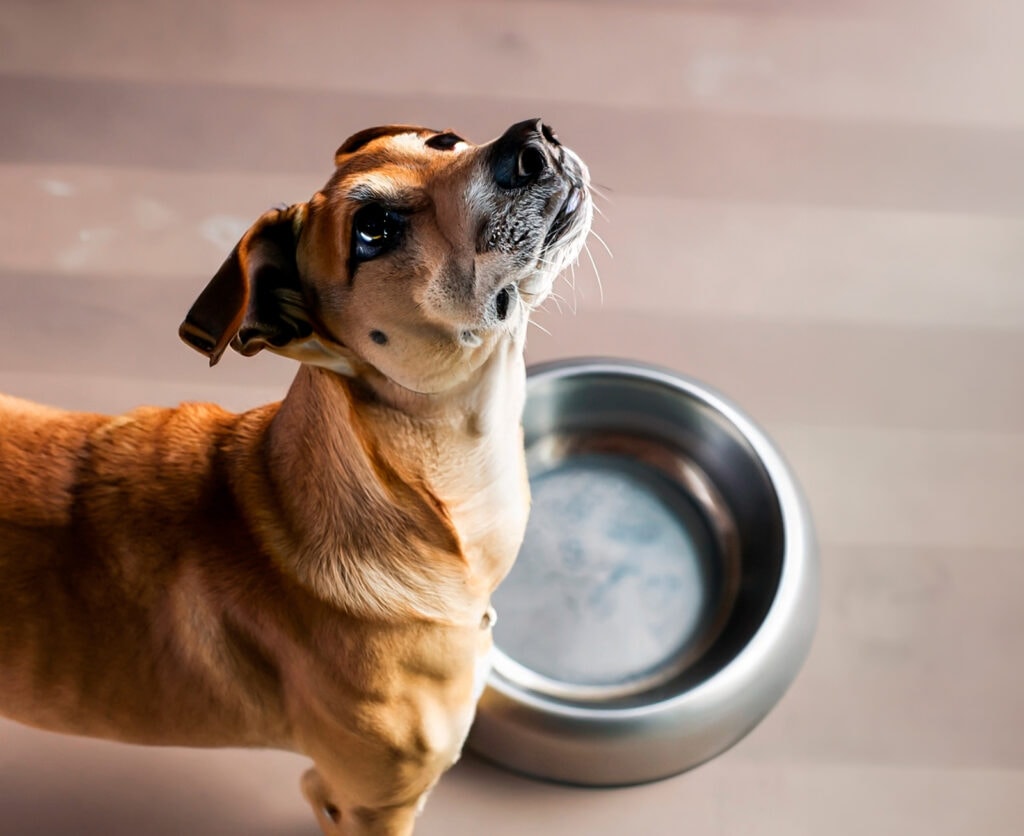 Paralysed dog walks again after neck fracture