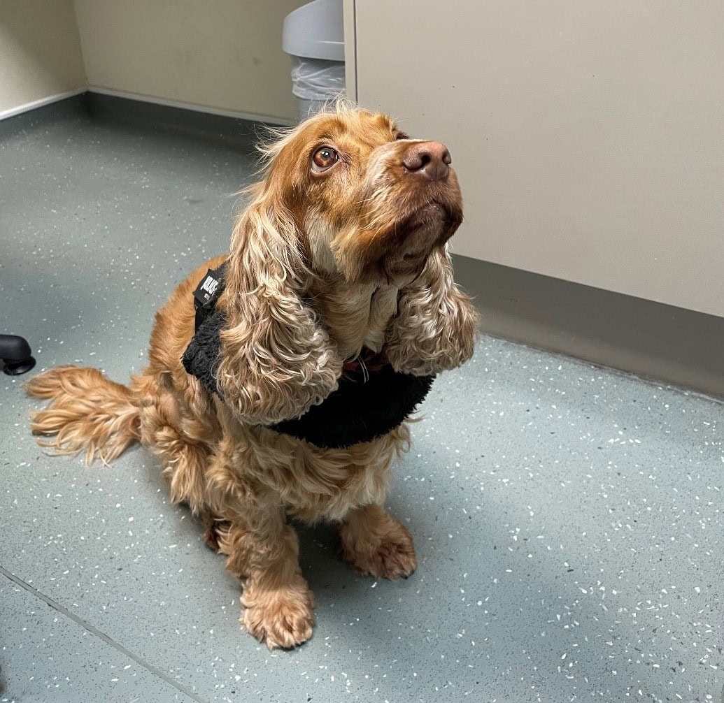 From Bruises to Bright Days: Treating a Dog with IMTP - ChesterGates ...