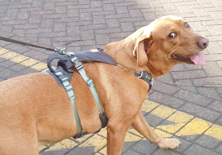 Dog facing death walks again after near fatal neck fracture