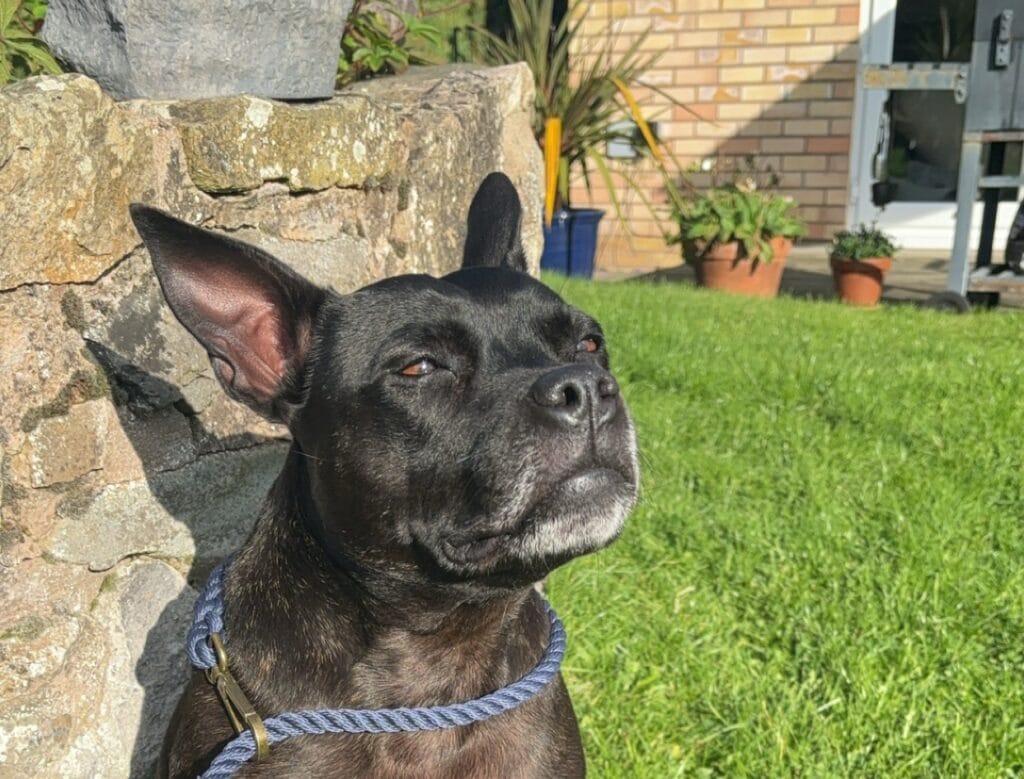 Bionic Knees For Betty Boop The Staffie