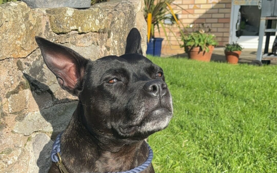 Bionic Knees For Betty Boop The Staffie