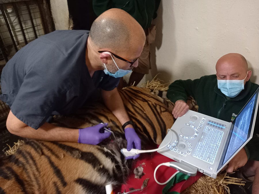 Chestergates Veterinary Specialists Teams Up with Dudley Zoo to Aid Joao the Tiger