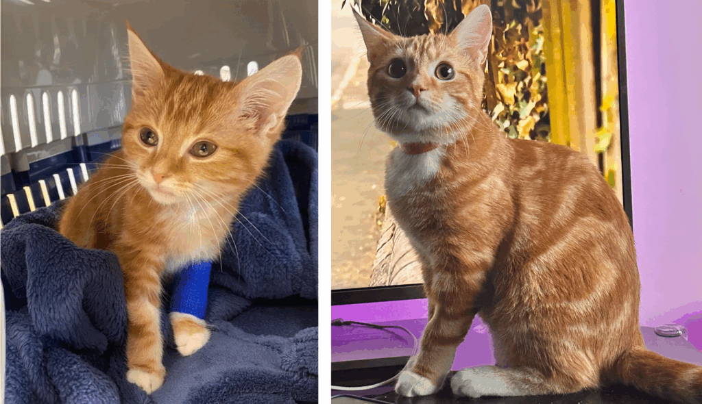 Chestergates Medicine Team Helps Brave Kitten Ludo Beat FIP