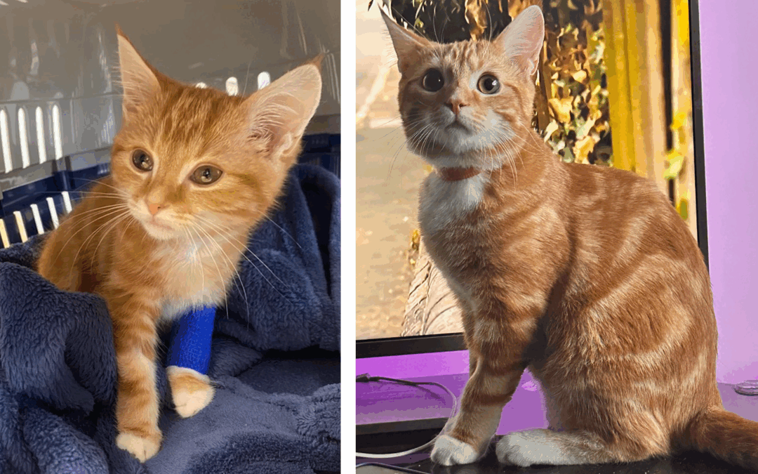 Chestergates Medicine Team Helps Brave Kitten Ludo Beat FIP