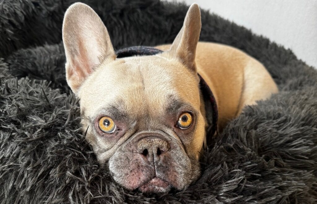 When Seconds Count: Emergency Spinal Surgery Saves Dougie