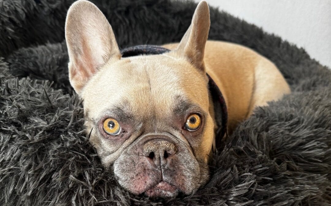 When Seconds Count: Emergency Spinal Surgery Saves Dougie