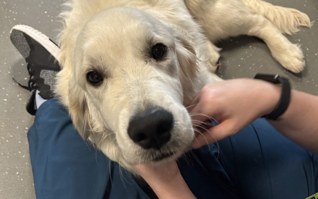 Emergency Abdominal Surgery for Casper the Golden Retriever