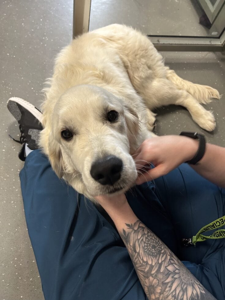 Casper the golden retriever