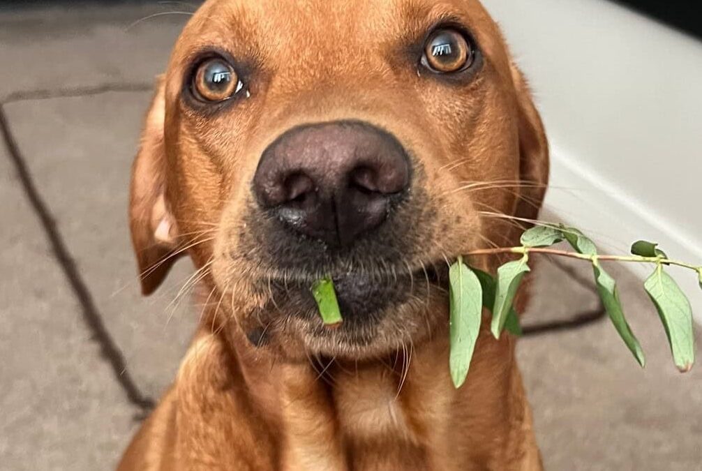 Cooper the Lab’s Foreign Body Extraction