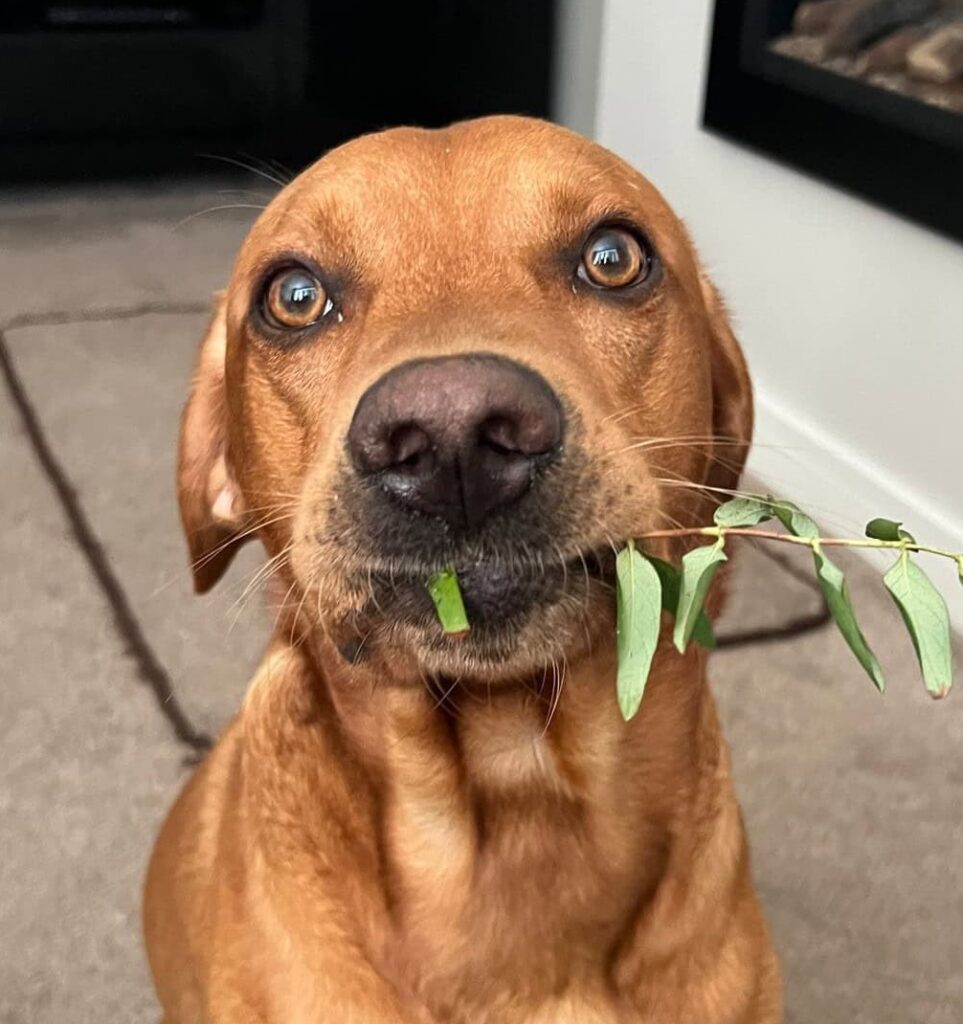 Cooper the Lab’s Foreign Body Extraction