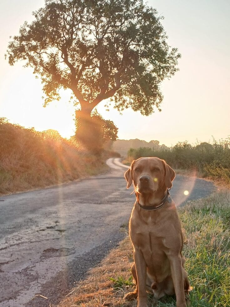 cooper sunset