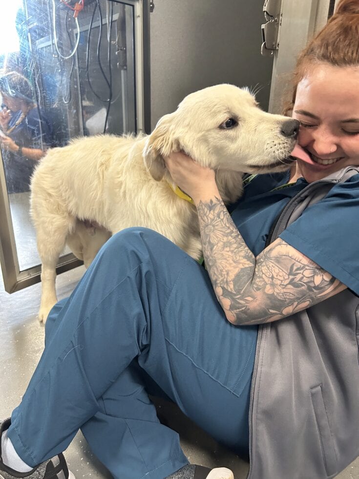 Casper the golden retriever with Kelsey