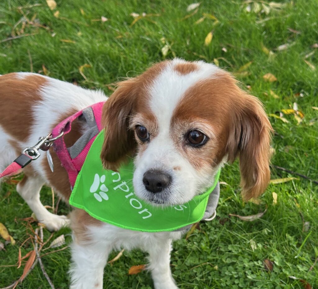 Rosie’s Extensive Infection and Severe Tissue Damage Healing Journey