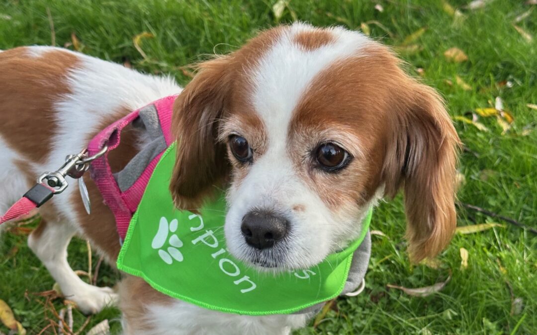 Rosie’s Extensive Infection and Severe Tissue Damage Healing Journey