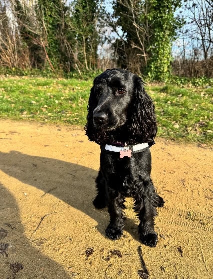 Miracle surgery at Chestergates saves Willow after vets discover her liver had migrated into her chest cavity