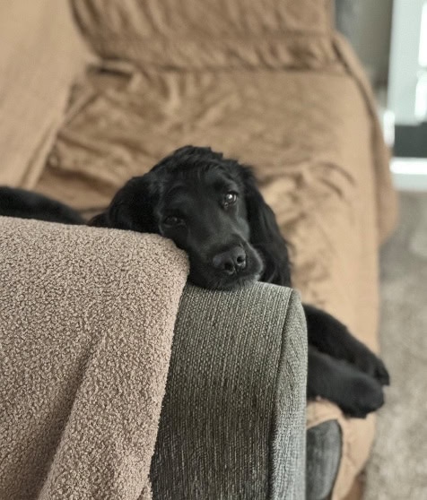 Willow at home