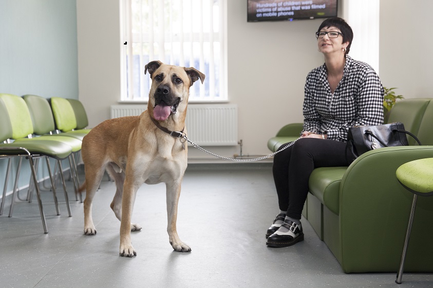 Dog with owner at the vets