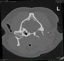 Transverse image of CT of a 10 year old Pug
