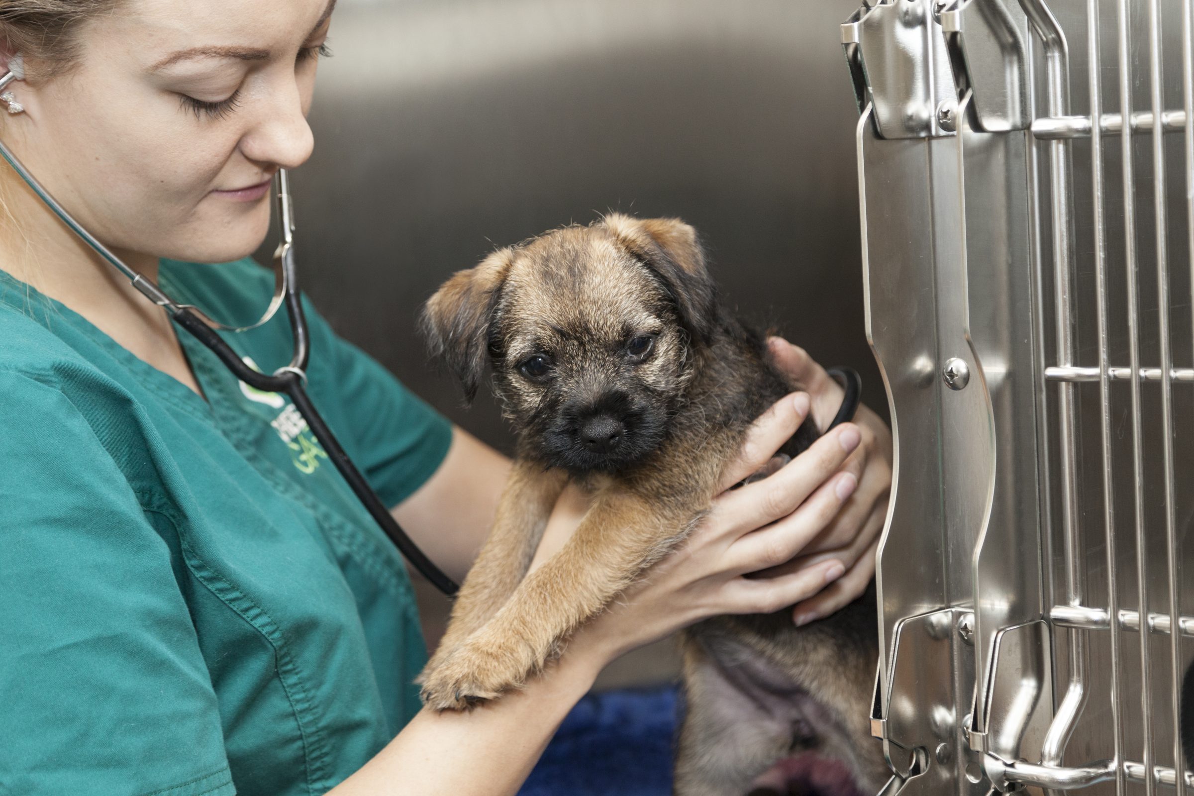 Welcome to<br>
ChesterGates Veterinary Specialists
