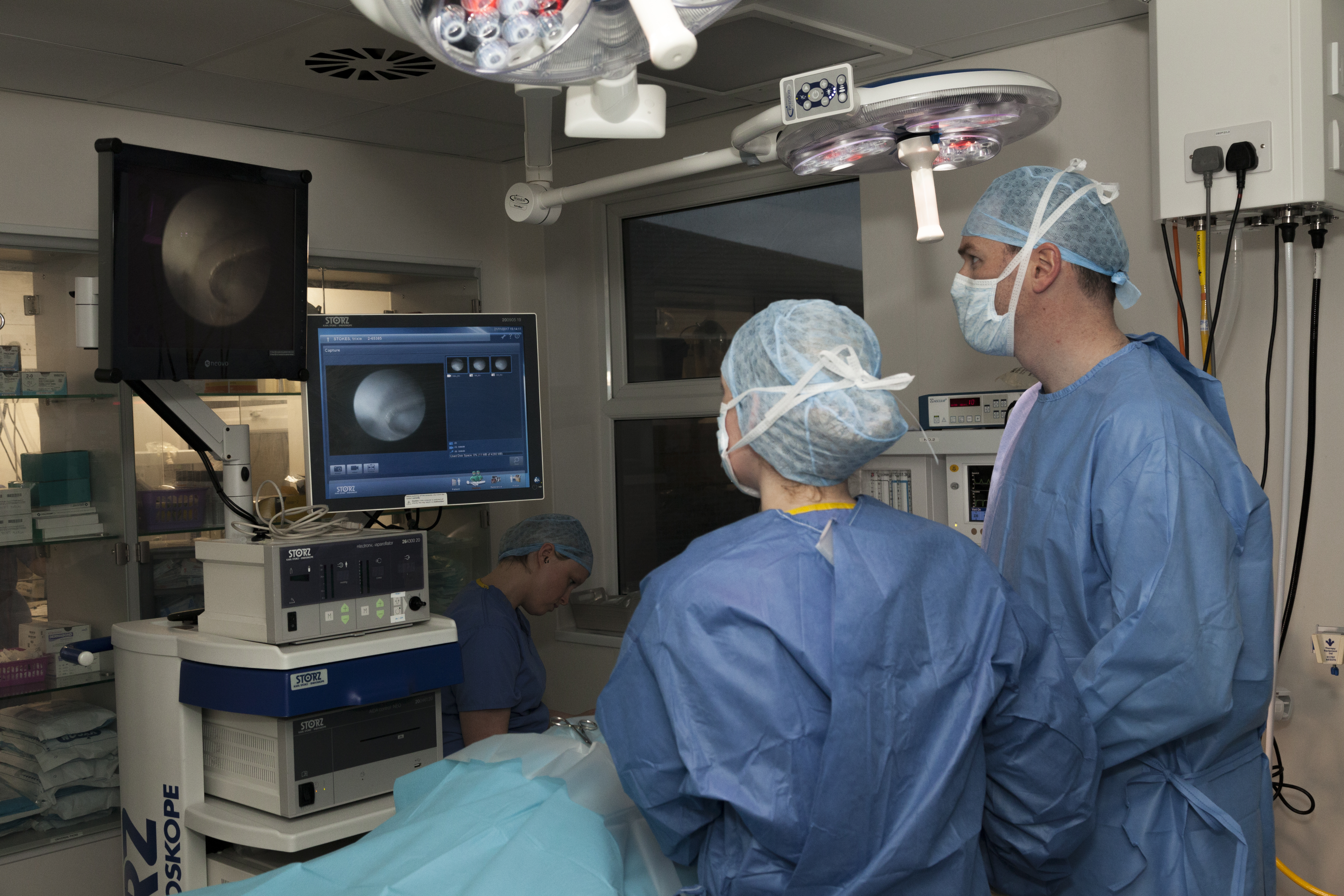 Veterinary surgeons in operating surgery