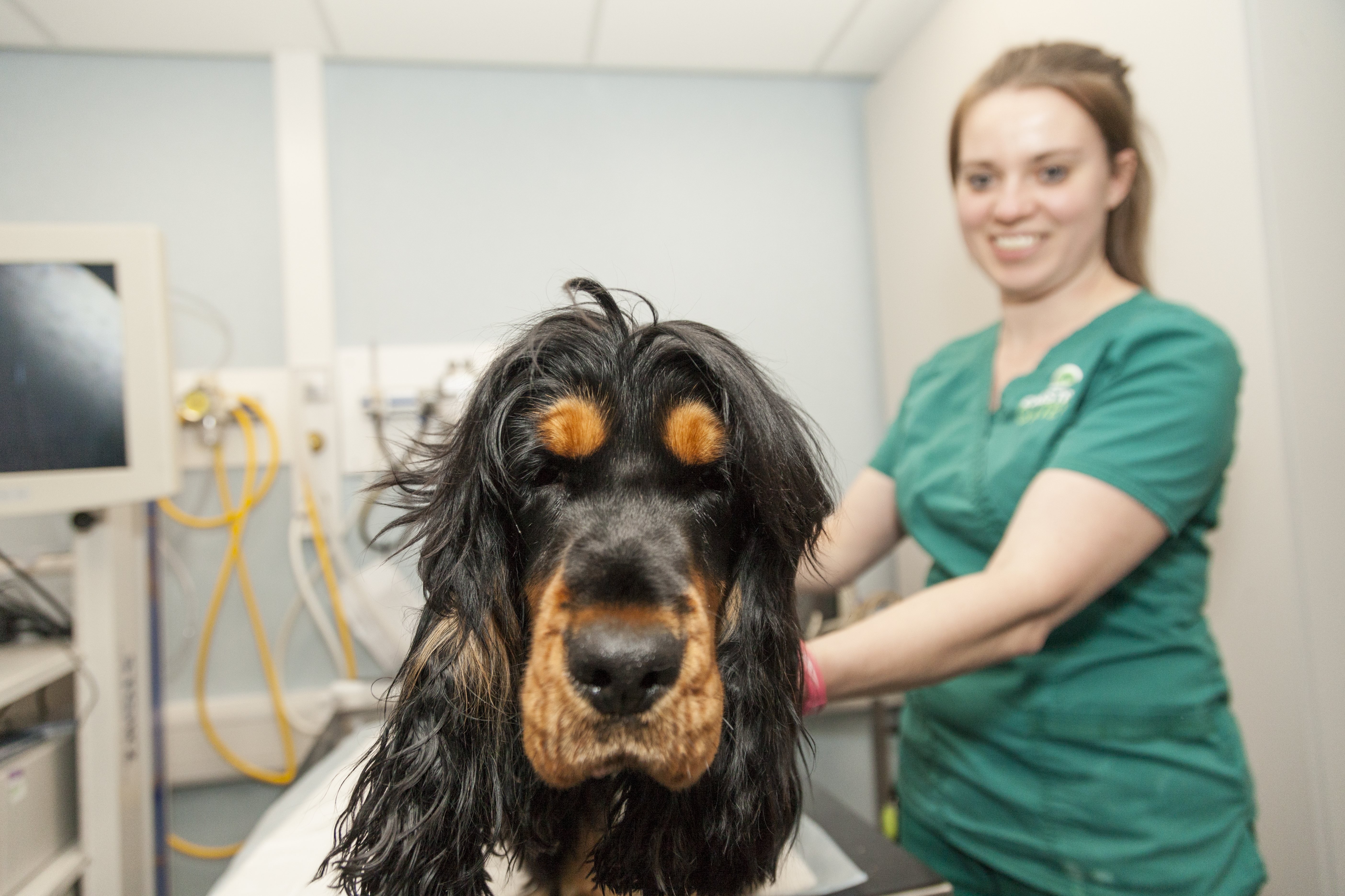 Dog with veterinary nurse