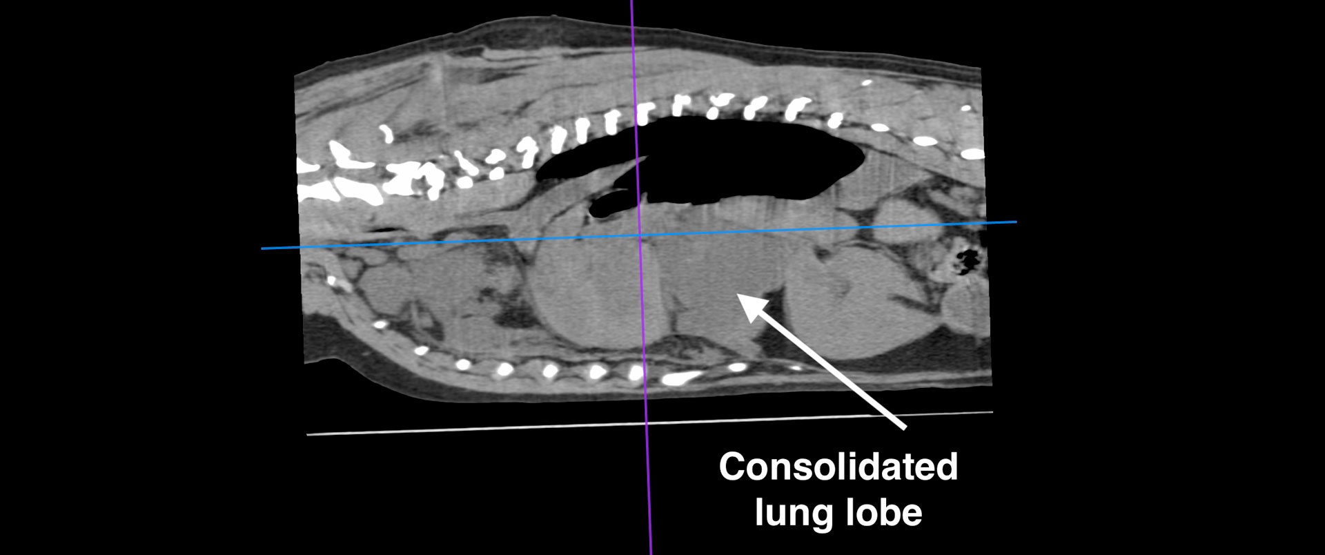 CT of 5 year old Labrador