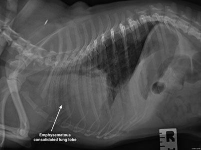 Radiographs of a 4 year old Pug